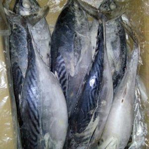 Fish buy online buy Qatar ,Dubai,UAE