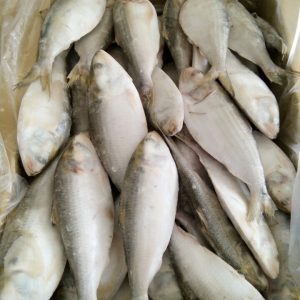 Fish buy online buy Qatar ,Dubai,UAE - spices exporting