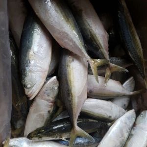 Fish buy online buy Qatar ,Dubai,UAE - spices exporting