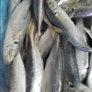 Fish buy online buy Qatar ,Dubai,UAE - spices exporting