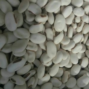 Pulses online buy Qatar ,Dubai,UAE - spices exporting