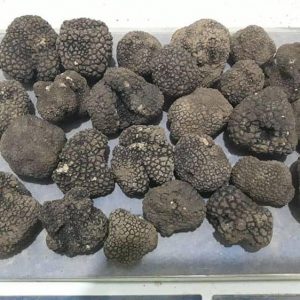 Truffles-1